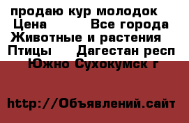 продаю кур молодок. › Цена ­ 320 - Все города Животные и растения » Птицы   . Дагестан респ.,Южно-Сухокумск г.